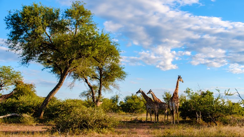 Giraffe in the bush of Kruger national park South Africa during sunset. Giraffe family at dawn in Kruger Park South Africa